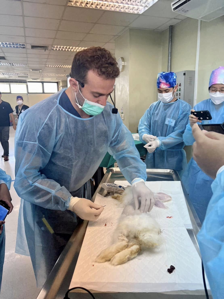 Rabbit abdominal surgery workshop